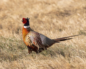 A Ringed-necked Pheasant shows off his colors in Wyoming.
