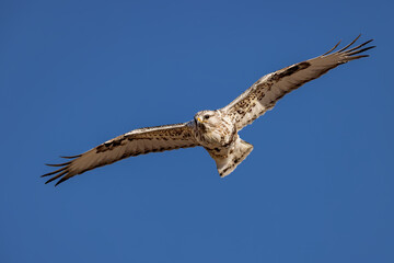 A Rough-legged Hawk glides on the Wyoming thermals.