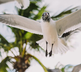 Gaviotas en pleno vuelo en una playa tropical del caribe