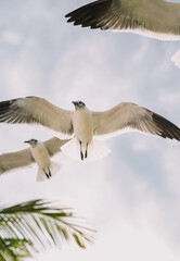 Fototapeta na wymiar Gaviotas en pleno vuelo en una playa tropical del caribe