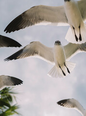 Gaviotas en pleno vuelo en una playa tropical del caribe