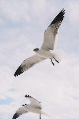 Obraz premium Gaviotas en pleno vuelo en una playa tropical del caribe