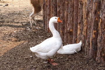 The white geese are going to play on the ground.