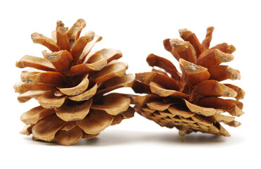 pine cones isolated on white background