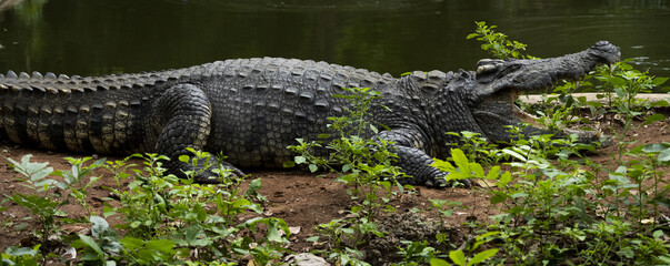 crocodile près d'un étang