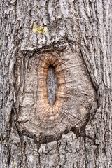 tree bark texture. Close-up of rough wooden leather. Cracked surface of dry log material.