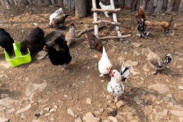 Many domestic chickens eat on the ground food