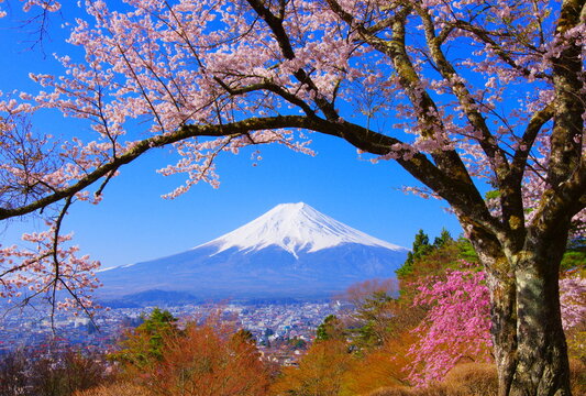 Cherry tree and Mt. Fuji from Fujimi Kotoku Park in Fujiyoshida City Yamanashi  Japan 04/12/2022