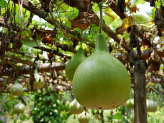 Lagenaria siceraria hanging in the garden.