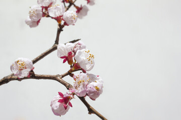 Blooming cherry blossom branches isolated white background.