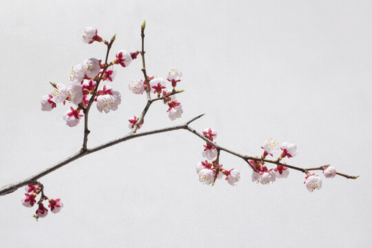 Blooming cherry blossom branches isolated white background.
