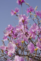 Spring flowers, full bloom of azaleas. Azalea flowers to mark the beginning of spring. Flowers botanical garden