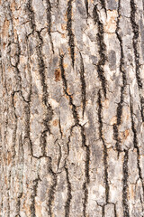 tree bark texture. Close-up of rough wooden leather. Cracked surface of dry log material.