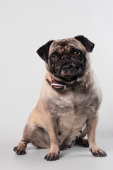 Obraz premium Perro Mayor