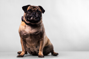 Obraz premium Perro Mayor