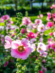Colorful hollyhock flowers and green background in the morning and bright sunlight.
