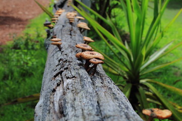 Mushrooms