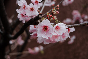 Sakura cherry blossom in Japan © Karasu