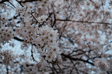 Sakura cherry blossom in Japan