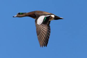 Obraz premium Male American Wigeon flying, seen in a North California marsh
