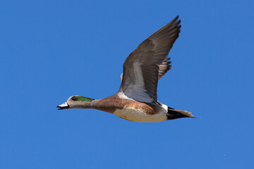 Male American Wigeon flying,  seen in a North California marsh