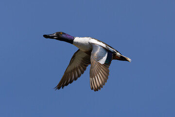 Male Northern Shoveler in beautiful light, seen in the wild in North California