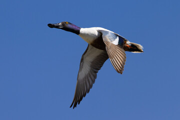 Male Northern Shoveler in beautiful light, seen in the wild in North California