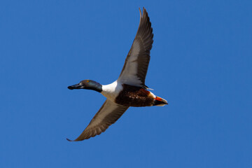 Male Northern Shoveler in beautiful light, seen in the wild in North California