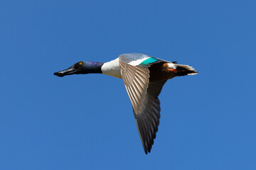 Obraz premium Male Northern Shoveler in beautiful light, seen in the wild in North California