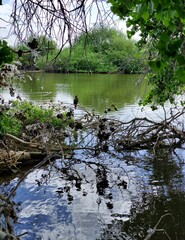 reflection of trees in the water
