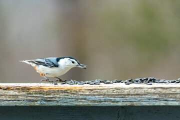 White Breasted Nuthatch - Sitta carolinensis Eating Sunflower seeds on a railing