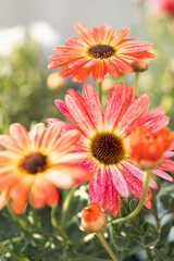 オステオスペルマム　花