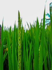Fototapeta na wymiar Close up shot of paddy crop