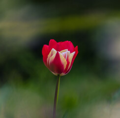 春の花壇に咲くチューリップ 春イメージ