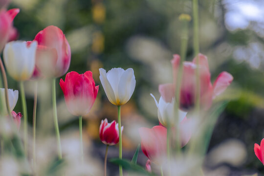 春の花壇に咲くチューリップ　春イメージ