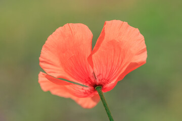 Fototapeta premium 陽の光を透過するオレンジ色のナガミヒナゲシ