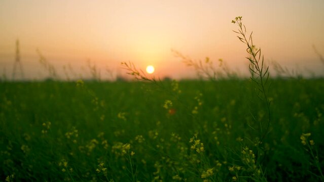 Yellow Mustard flowers (Sarso) blowing in the wind natural view in the field, Uttar Pradesh, India.
