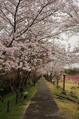 桜並木