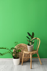 Beautiful houseplants on stylish chair near green wall