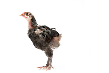 young australorp rooster isolated on white background.