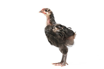 young australorp rooster isolated on white background.