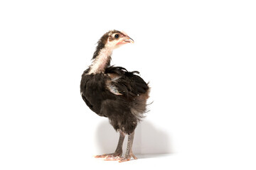 young australorp rooster isolated on white background.
