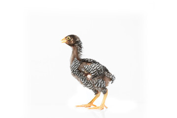 isolated young barred plymouth rock hen with white background,two months old.