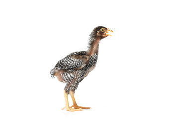 isolated young barred plymouth rock hen with white background,two months old.