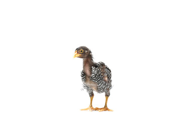 isolated young barred plymouth rock hen with white background,two months old.