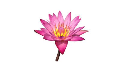 Isolated pink waterlily flower or lotus flower with clipping paths