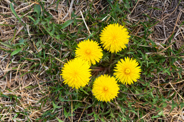 five brothers of dandelion. bird's-eye view  dandelion. spring image.