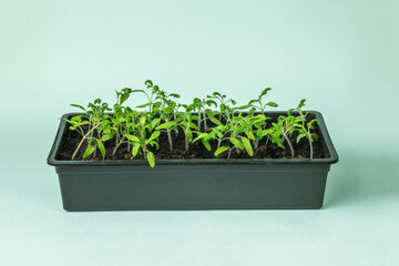 A large plastic box with tomato seedlings on a blue background. Minimal concept.