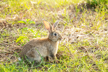 Naklejka na ściany i meble Portrait of a cute fluffy rabbit brown color with big ears, green flower meadow in a spring forest with a beautiful blurred background. Concept for spring holidays