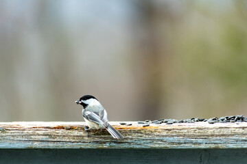 Black Capped Chickadee - Poecile atricapillus eating sunflower seeds on a railing